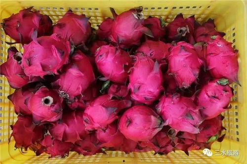 娱乐吃瓜火龙果,火龙果的爆红之路